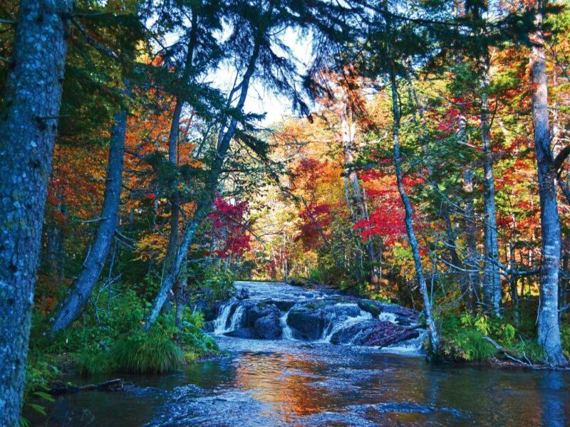 湖北の森アドベンチャー プレミアムツアー