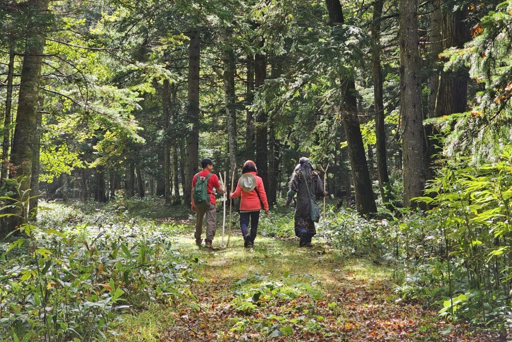 森歩き